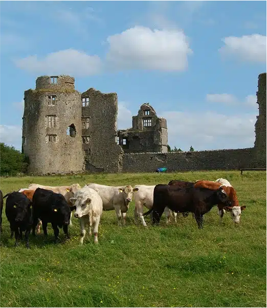 A group of cows graze on a grassy field in front of the ruins of a stone castle under a partly cloudy sky.